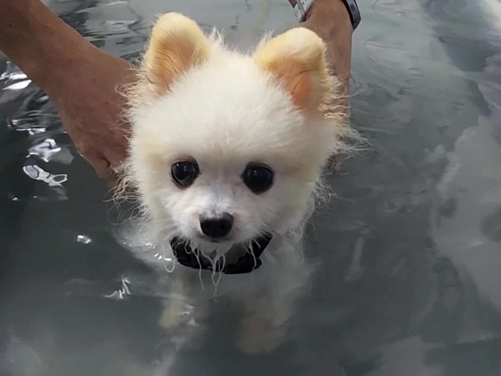 cachorro-filhote-esteira-aquatica-hidroterapia-fisiopeterapia-veterinaria-recife