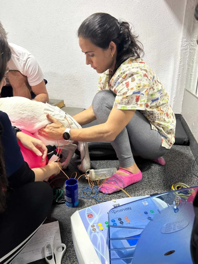 eletroterapia-veterinaria-fisiopeterapia-recife-1