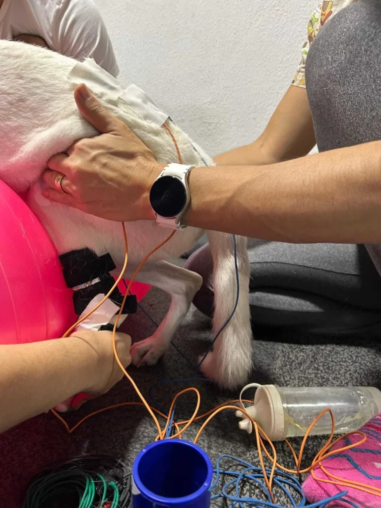 eletroterapia-veterinaria-fisiopeterapia-recife-2