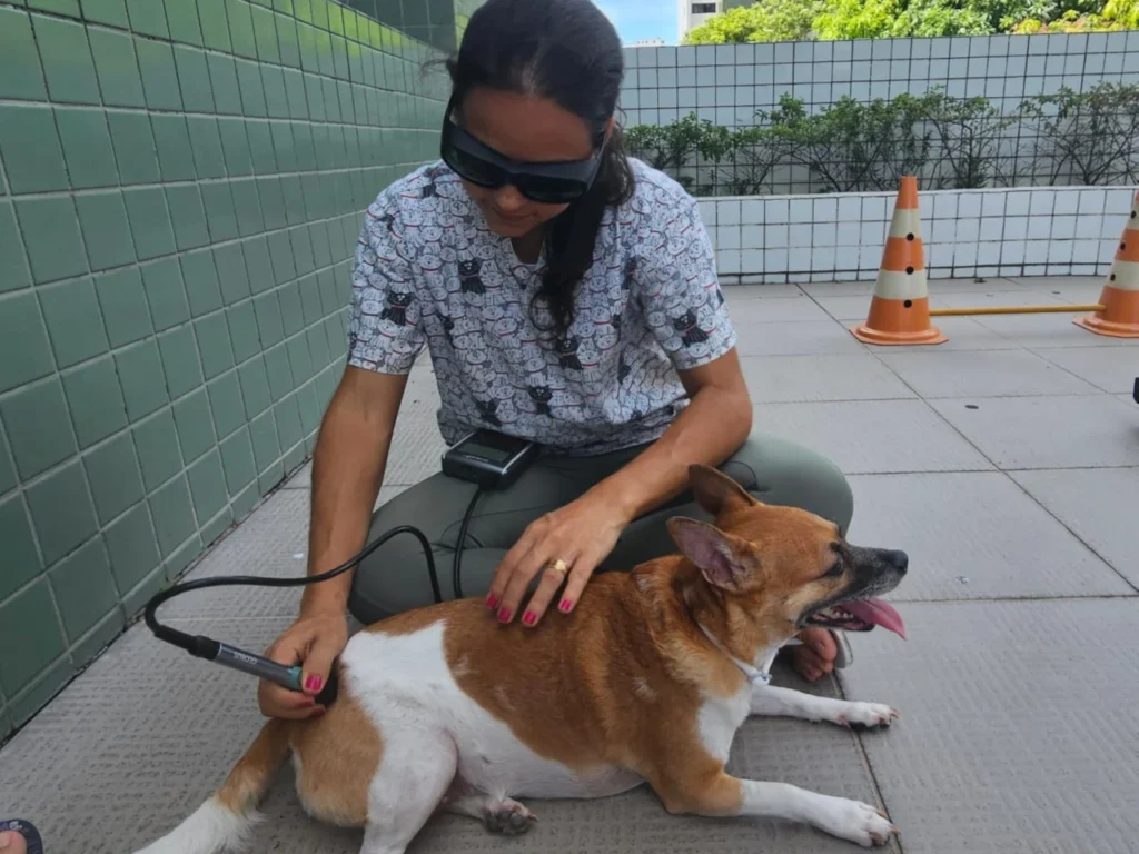 fotobiomodulacao-laserterapia-cachorro-boiadeiro-australiano-fisiopeterapia-veterinaria-recife