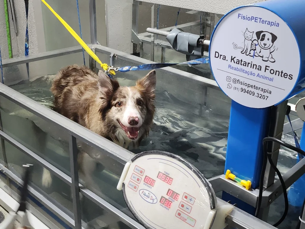 hidroterapia-esteira-aquatica-cachorro-border-collie-fisiopeterapia-recife-fisiopeterapia-veterinaria-recife