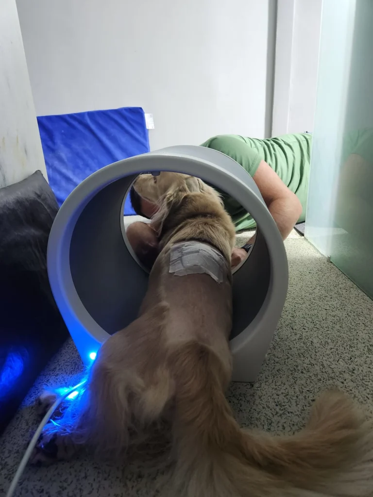 magnetoterapia-cachorro-golden-retriever-fisiopeterapia-veterinaria-recife
