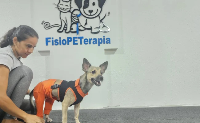 fisiopeterapia-veterinaria-kataria-fontes-cachorro-colete-fisioterapia