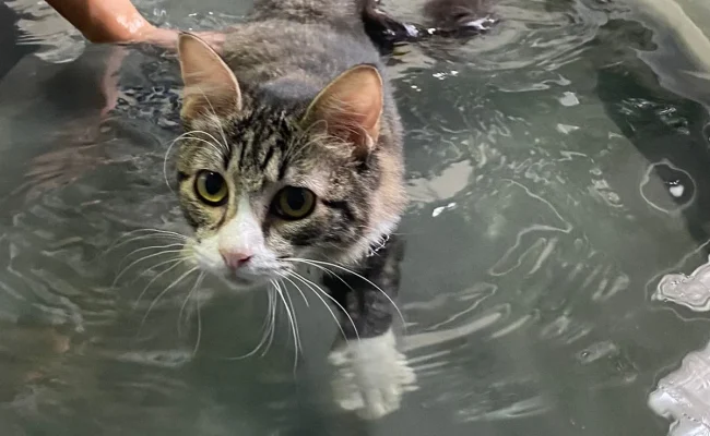 fisioterapia-gato-esteira-aquatica-clinica-fisiopeterapia-veterinaria-katarina-fontes